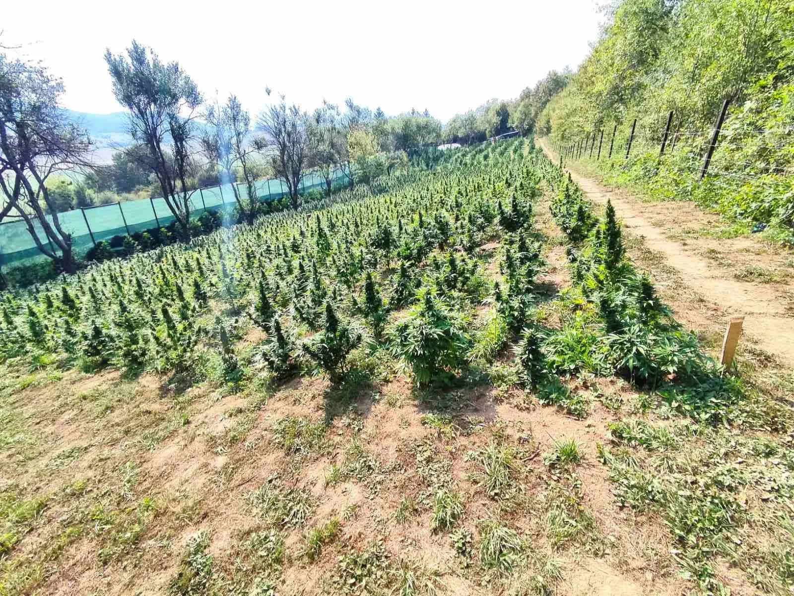 Policija pronašla plantažu kanabisa u Krajini, uhapšeni otac i sinovi