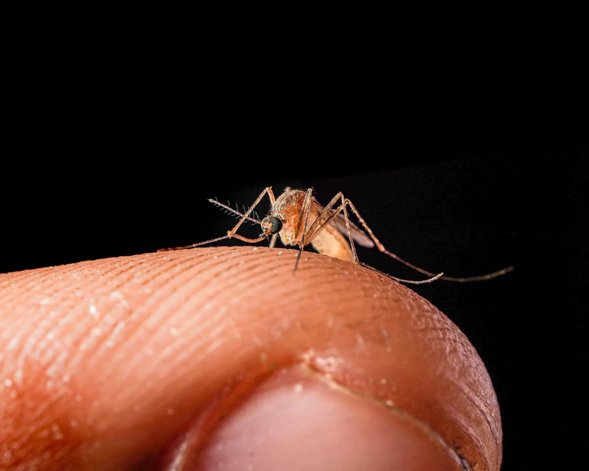Kiša i zahlađenje stigli u BiH: Šta to znači za komarce i virus Zapadnog Nila?