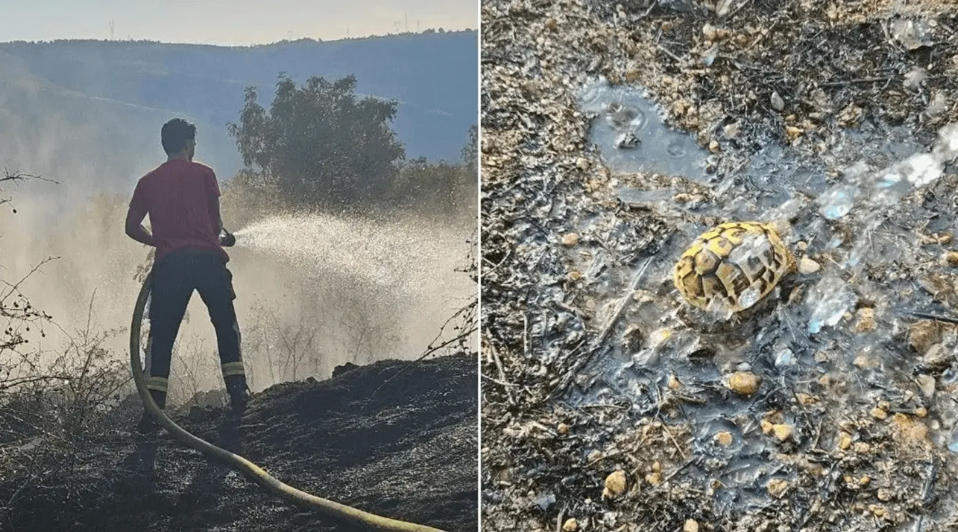 Vatrogasci kod Mostara spasili kornjaču iz požara pa poslali poruku piromanu