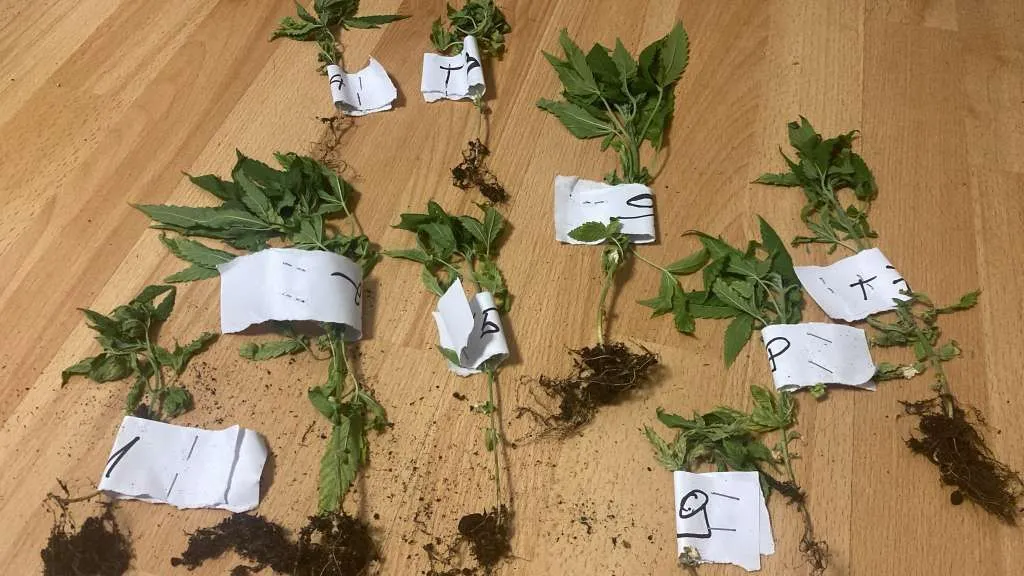 U Čitluku pronađeno devet stabljika kanabisa, jedna osoba uhapšena