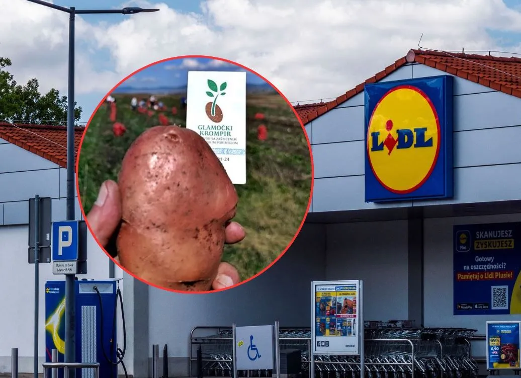 Počeli važni pregovori, Lidl zainteresovan za glamočki krompir