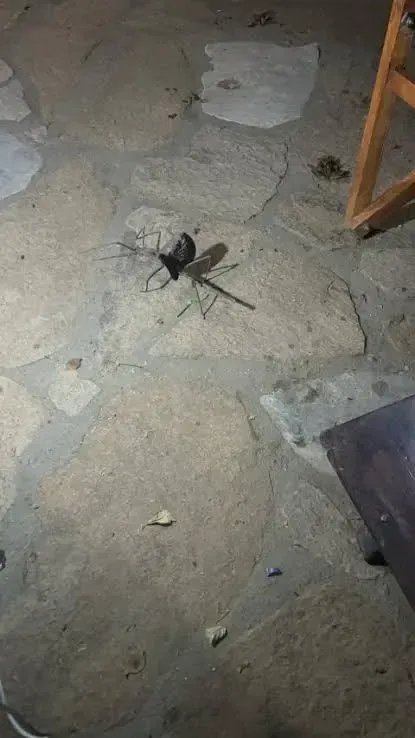 U Australiji otkriven divovski insekt dug više od 38 centimetara