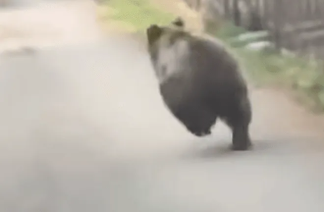 Medvjed snimljen na ulici u BiH, ljudi ogorčeni vozačem koji ga je jurio