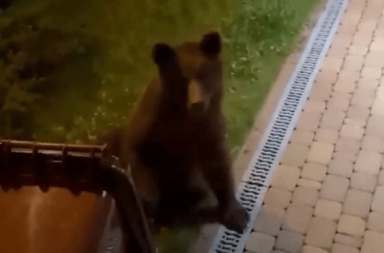 Medvjed pokušao ući u sobu sportista, ipak pobjegao je zbog buke
