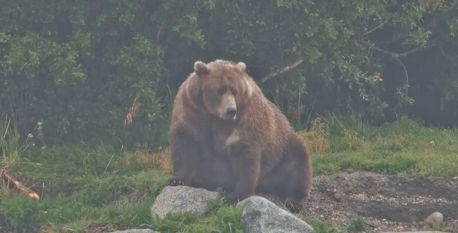 Jeste li čuli za Fat bear week? Takmičenje za najdebljeg medvjeda
