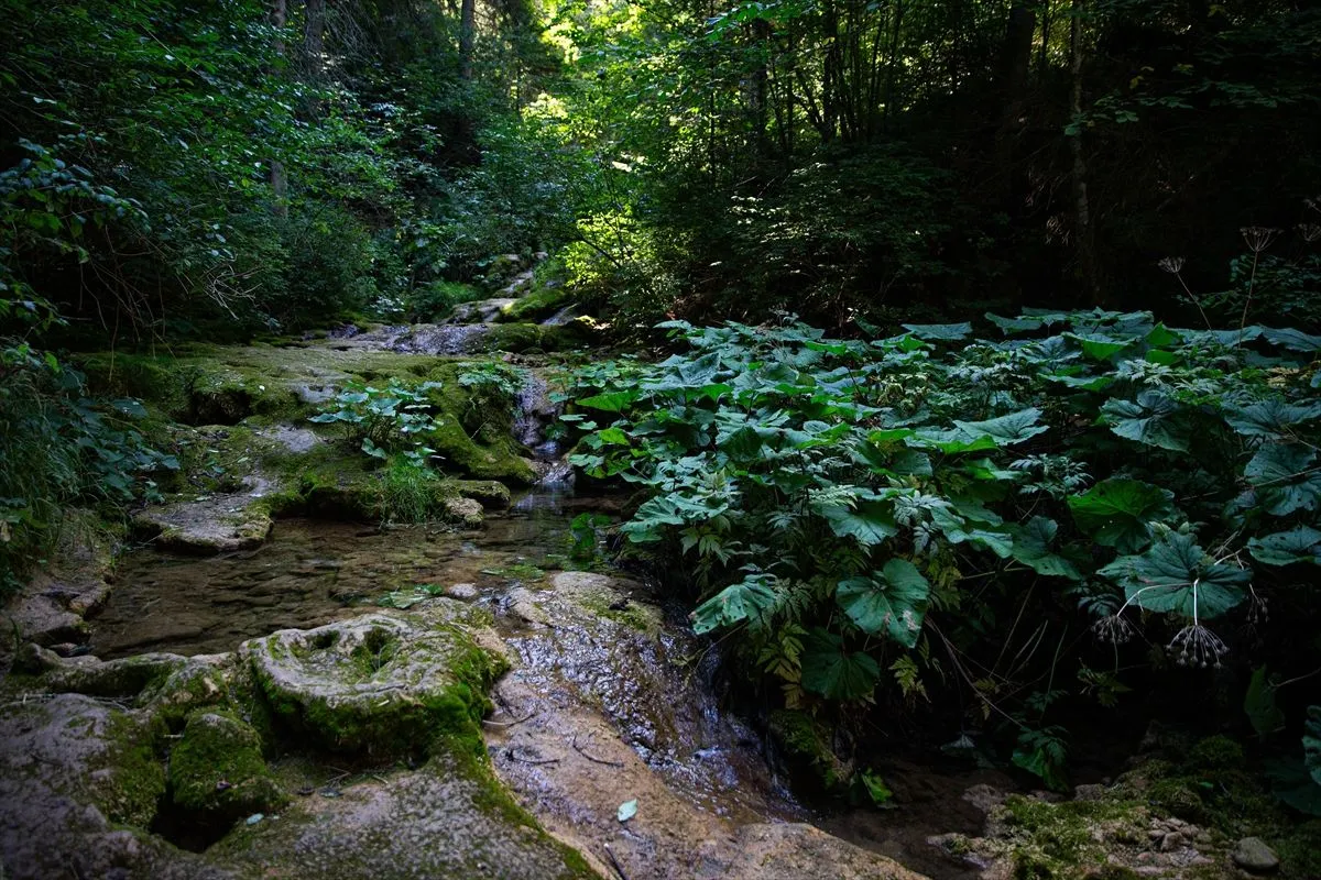Vrelo Miljacke: Suša izmijenila izgled omiljenog izletišta