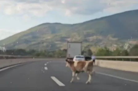Nevjerovatni prizori na autoputu kod Kladnja, mladići ganjali odbjeglu kravu