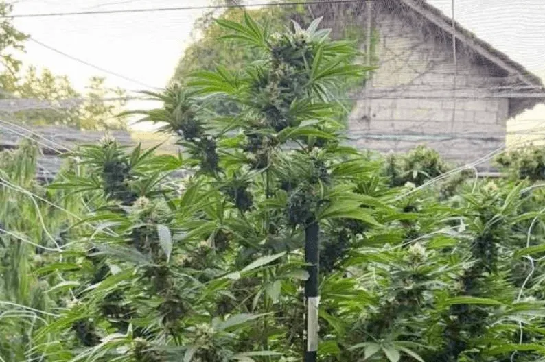 Čapljina, hapšenje, droga, marihuana, stabiljke