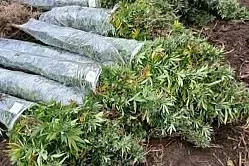 Kod Bosanske Krupe otkrivena plantaža kanabisa, uhapšena jedna osoba