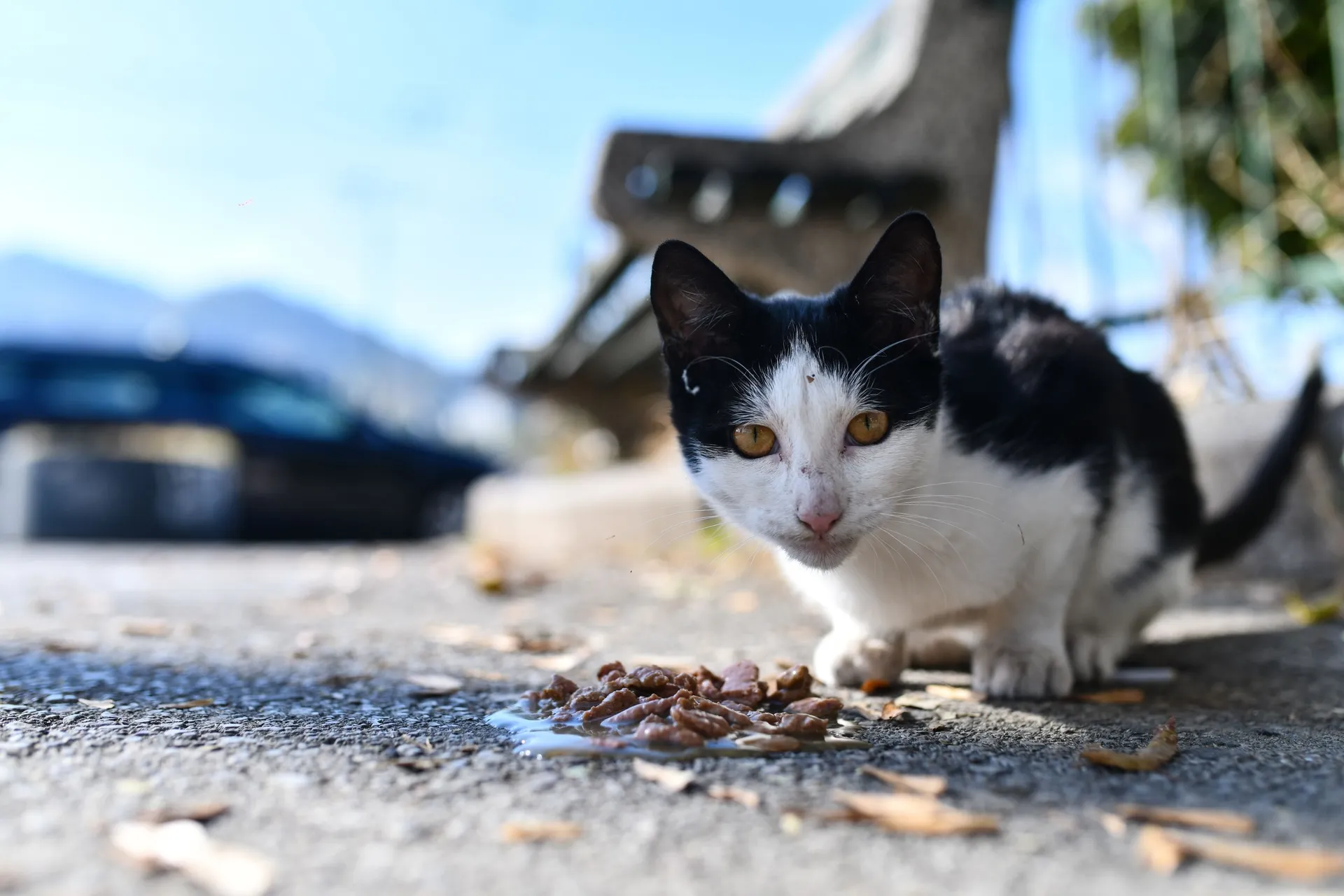 FIV slabi imunitet mačke, ali ne znači kraj kvalitetnog života