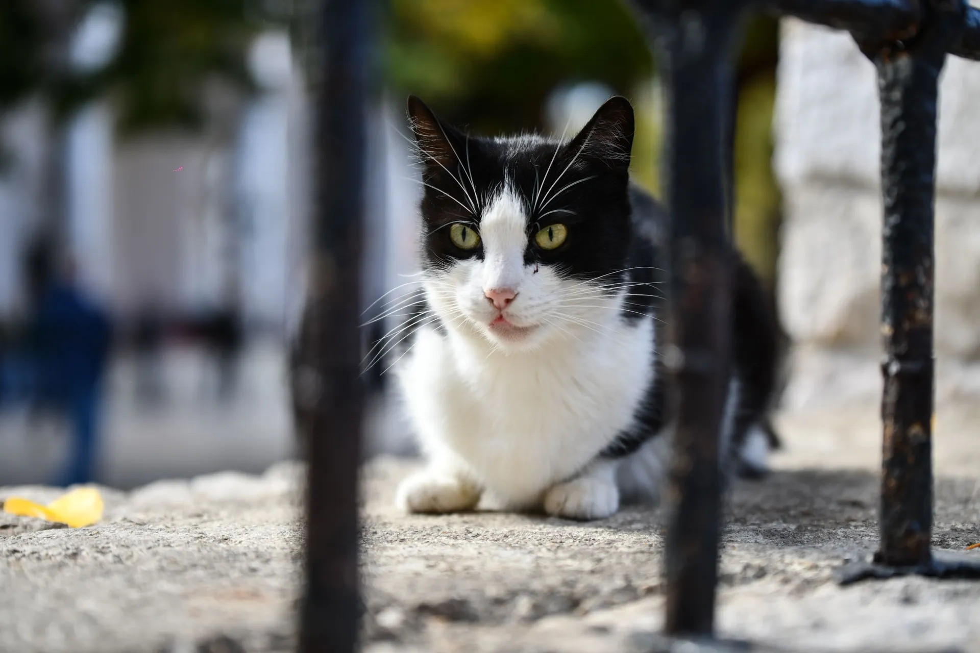FIV slabi imunitet mačke, ali ne znači kraj kvalitetnog života