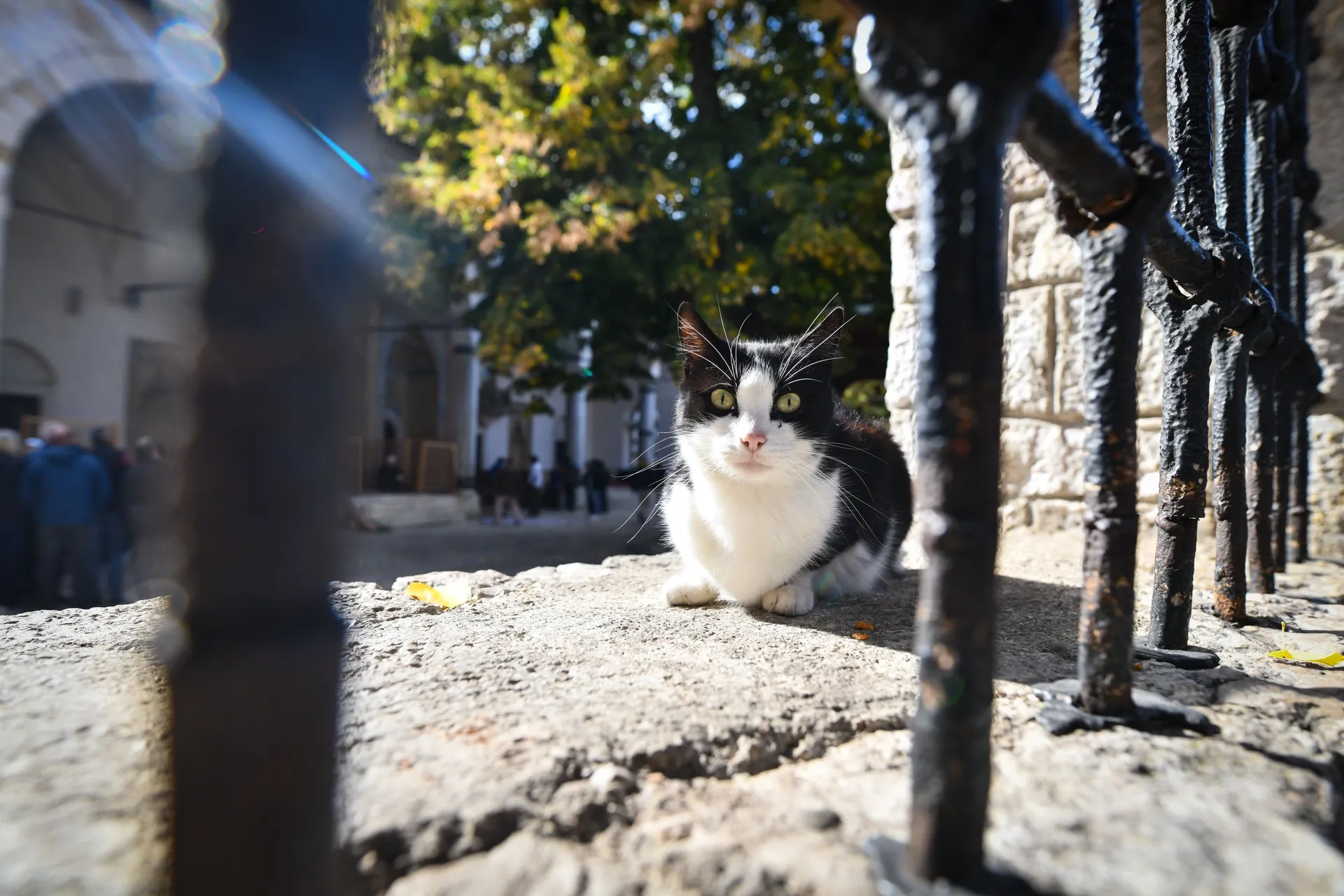 FIV slabi imunitet mačke, ali ne znači kraj kvalitetnog života