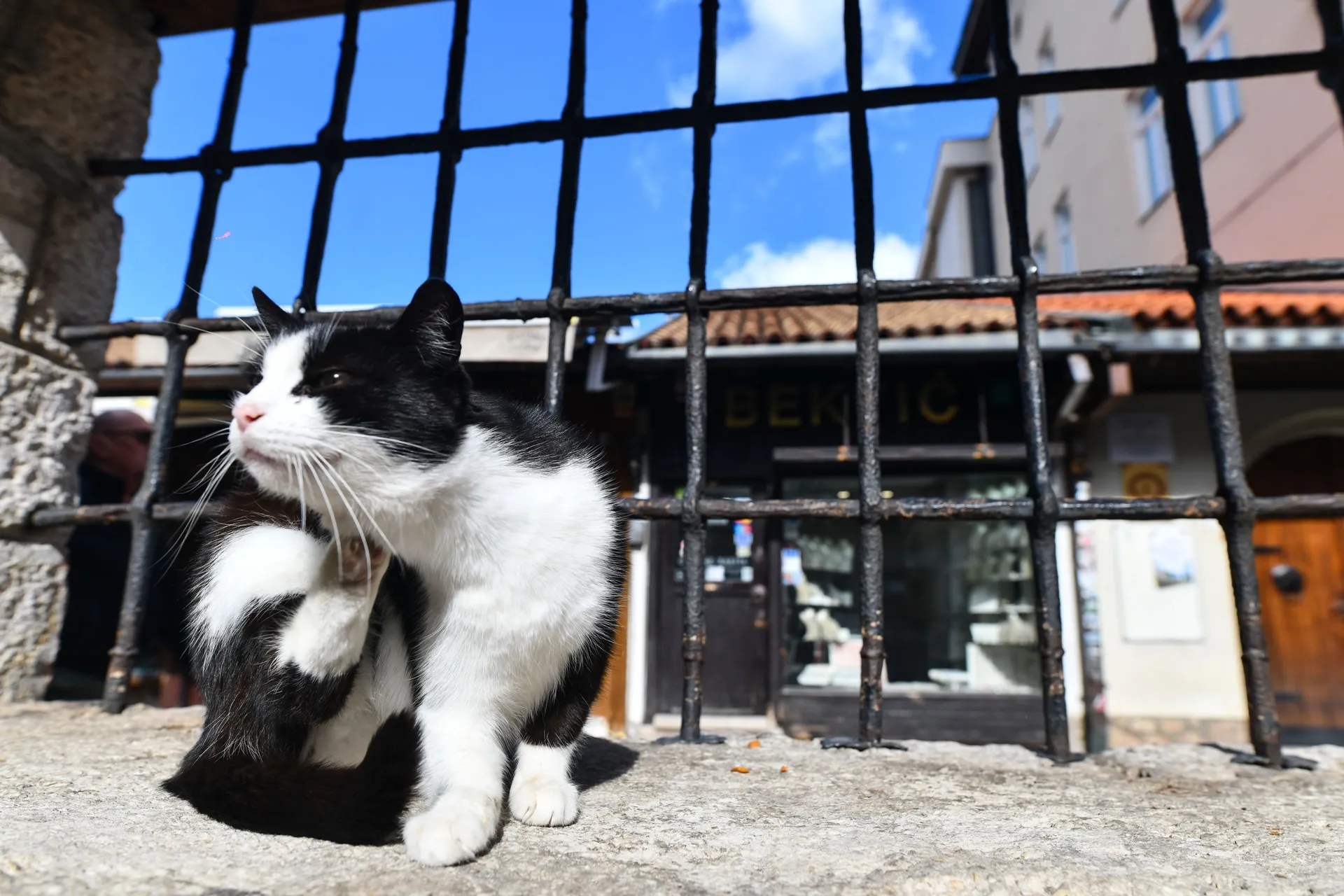 FIV slabi imunitet mačke, ali ne znači kraj kvalitetnog života