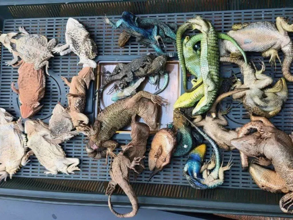 Životinje su bile skrivene u bocama, plastičnim posudama i čarapama